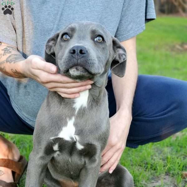 Darla, Cane Corso Mix Puppy